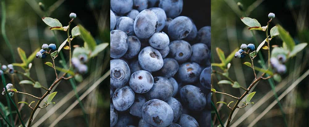 Picture of blueberries and blueberry plants