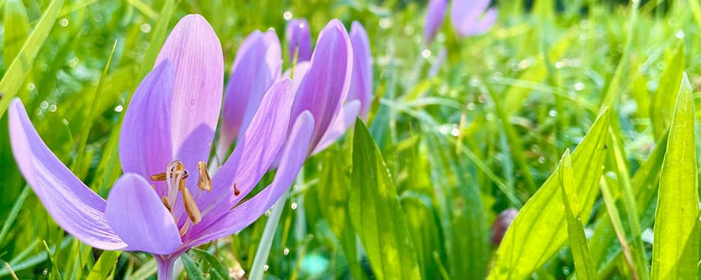 decorative picture of a herbskrokus, lilac flower