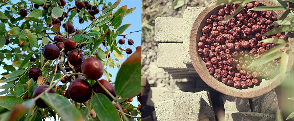 Jujube fruit and tree